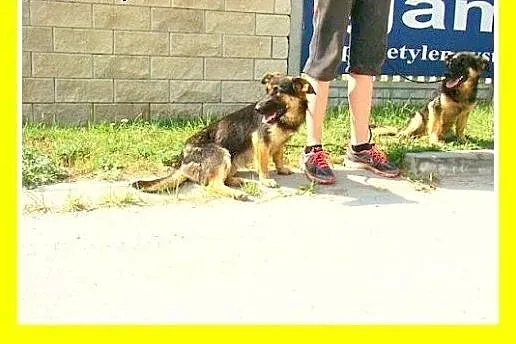 9mies. 15kg owczarek nemiecki na krótkich łapach,s