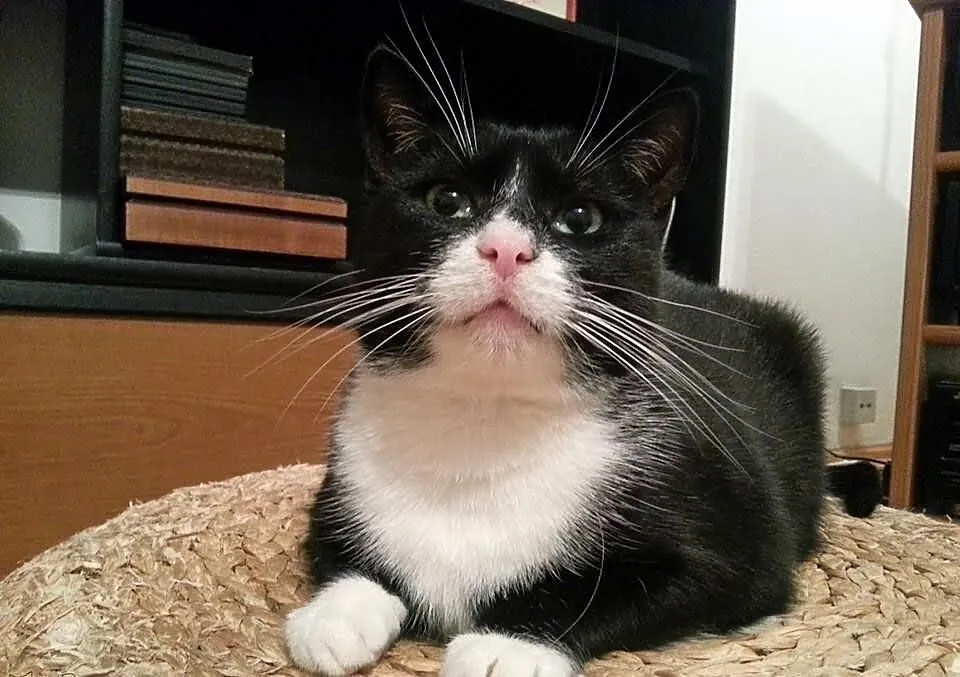 Kocurek Kubuś szuka domu! Agapeanimali