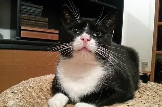 Kocurek Kubuś szuka domu! Agapeanimali