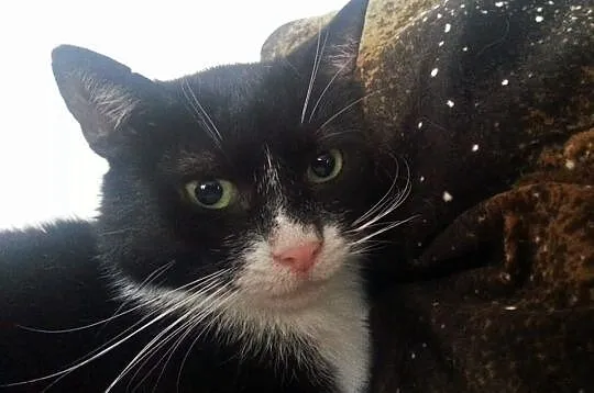 Kocurek Kubuś szuka domu! Agapeanimali