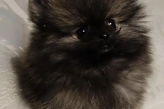 Piesek Pomeranian Import Rosja