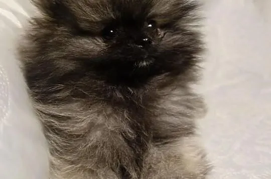 Piesek Pomeranian Import Rosja