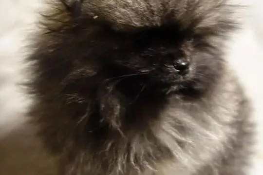 Piesek Pomeranian Import Rosja