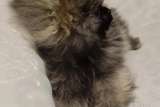 Piesek Pomeranian Import Rosja