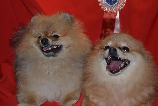 Piesek Pomeranian Import Rosja