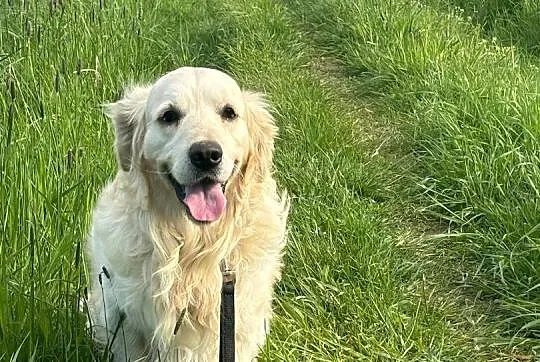 Szczeniak / pies Golden Retriever Związek Kynologi, Wadowice