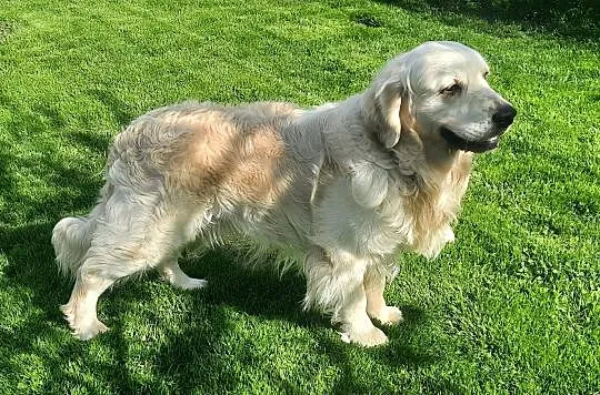 Szczeniak / pies Golden Retriever Związek Kynologi, Wadowice