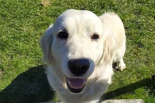 Szczeniak / pies Golden Retriever Związek Kynologi, Wadowice