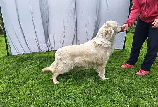 Szczeniak / pies Golden Retriever Związek Kynologi, Wadowice