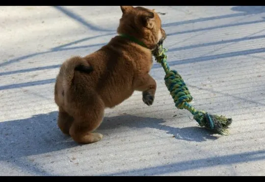 Szczenięta Shiba Inu gotowe na nowy dom:. WhatsApp +44 7535 295266, , Wrocławice