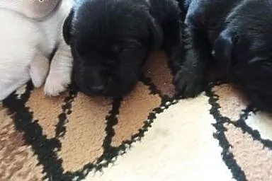 Sprzedam szczeniaki Labrador Retriever,  śląskie C