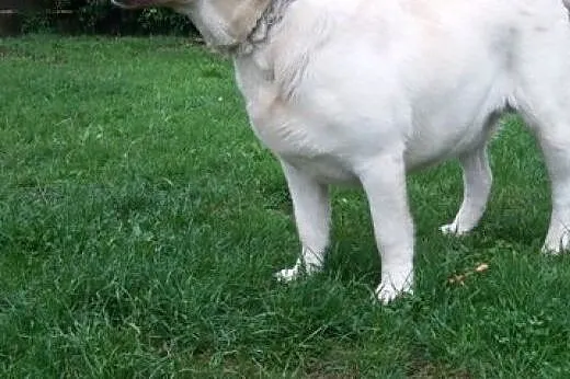 Sprzedam szczeniaki Labrador Retriever,  śląskie C