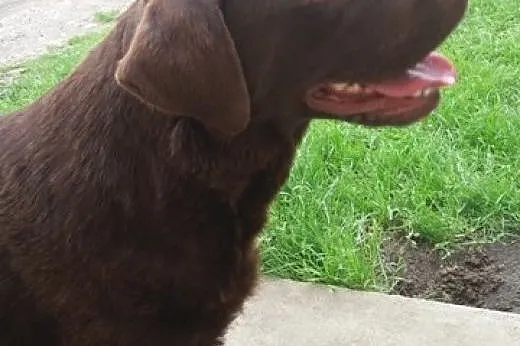 Sprzedam szczeniaki Labrador Retriever,  śląskie C