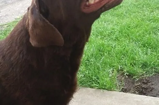 Sprzedam szczeniaki Labrador Retriever,  śląskie C