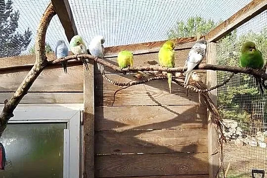 Papugi faliste, Kujawsko-pomorskie, Stara Huta
