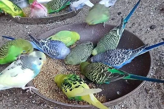 Papugi faliste, Kujawsko-pomorskie, Stara Huta