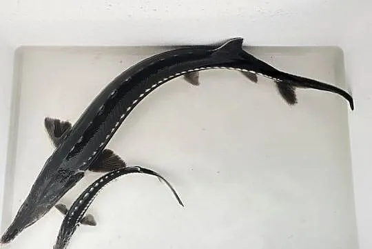 Jesiotr Siewruga 30 cm ryby RÓŻNE RODZAJE ozdobne zarybianie oczek stawów