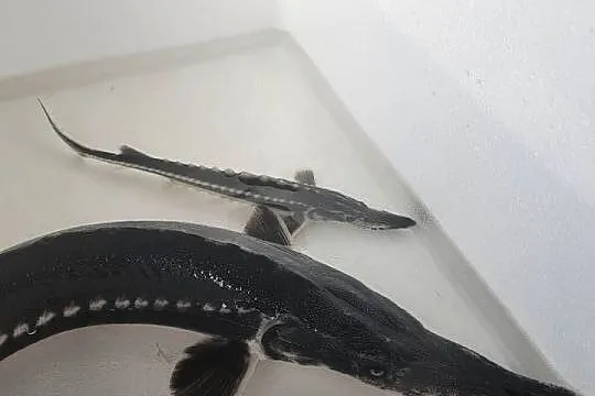 Jesiotr Siewruga 30 cm ryby RÓŻNE RODZAJE ozdobne zarybianie oczek stawów, Łódzkie, Silnica