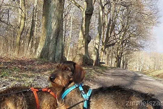 Zaginął Drops - nadal szukamy!