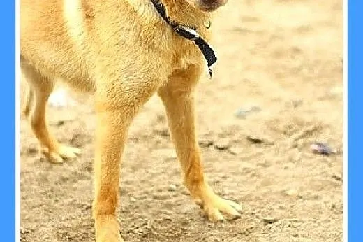 8 kg,młody 11mies. łagodny,wesoły,przyjazny pies NIUNIEK.Adopcja,  łódzkie Łódź