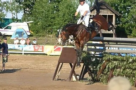 ***Utalentowany skokowy walach po Balou Peggio (Balou de Rouet), , 