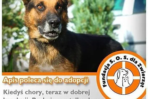 APIS – miła aparycja i doskonała kondycj