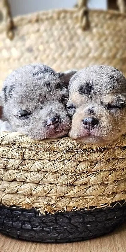 Chihuahua chłopak dziewczynka, Śląskie, Pszów