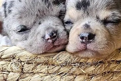 Chihuahua chłopak  dziewczynka, Śląskie, Pszów