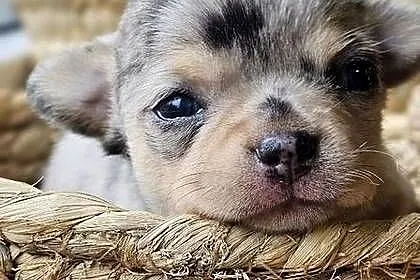 Chihuahua chłopak  dziewczynka, Śląskie, Pszów