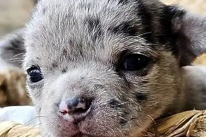 Chihuahua chłopak  dziewczynka, Śląskie, Pszów