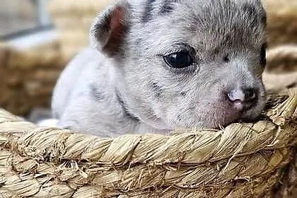 Chihuahua chłopak  dziewczynka, Śląskie, Pszów