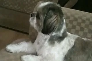 Reproduktor Shih Tzu