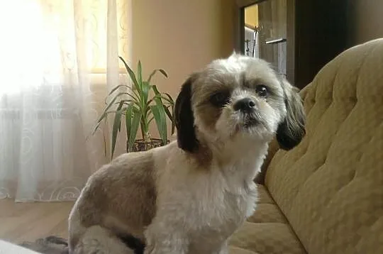 Reproduktor Shih Tzu