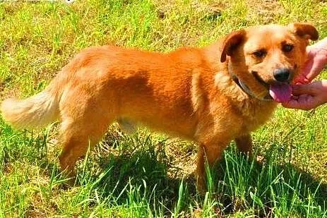 RUDEK - cudowny, mały 8 kg psiak do adopcji,  mazo