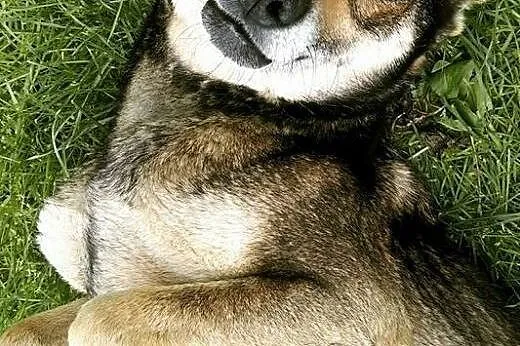 Lisa - jeszcze karmiąca sunia, porzucona przy cmen