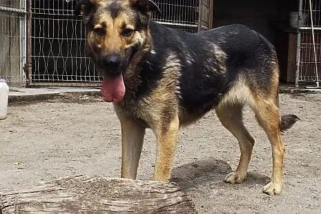Piękna indywidualistka Pexi szuka domu,  dolnośląs