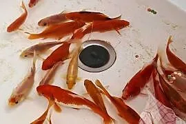 Karaś karp koi ozdobne rybki do oczka