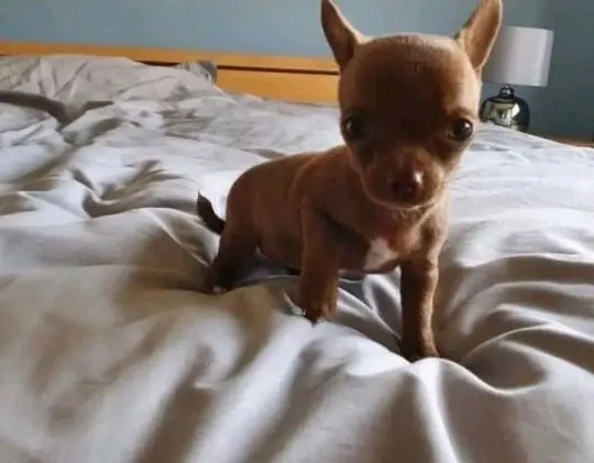 Przepiękne szczenięta chihuahua gotowe do sprzedaży w nowych domach, Wielkopolskie, Poznań