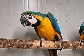 Ara Ararauna