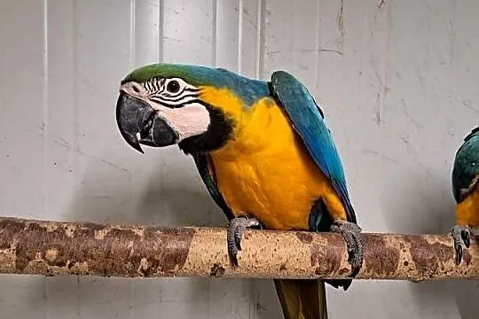 Ara Ararauna
