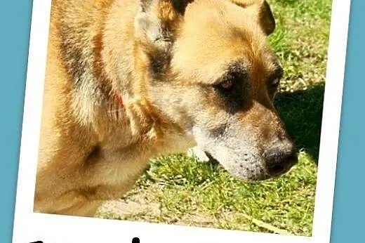 Seniorka,spokojna, łagodna, zrównoważona, przyjazna suczka IZA.Adopcja.,  dolnośląskie Wrocław