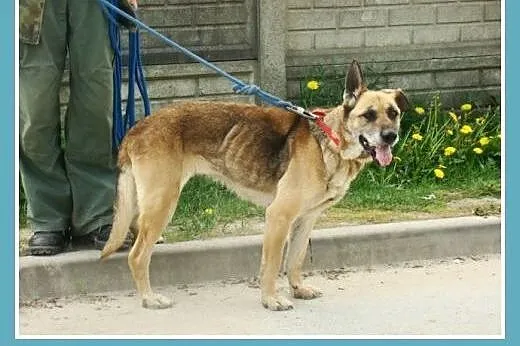 Seniorka,spokojna, łagodna, zrównoważona, przyjazn