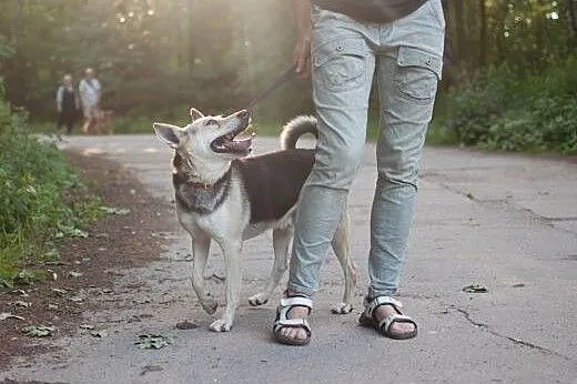 Chudy - cudny psiak szuka przyjaciela...,  wielkop