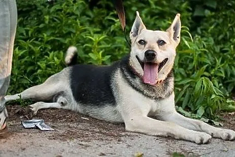 Chudy - cudny psiak szuka przyjaciela...,  wielkop