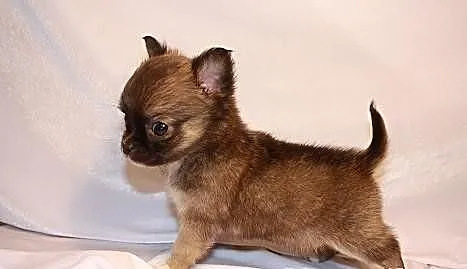 Chihuahua