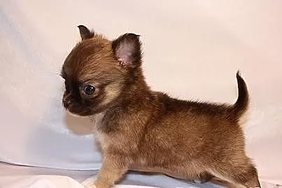 Chihuahua