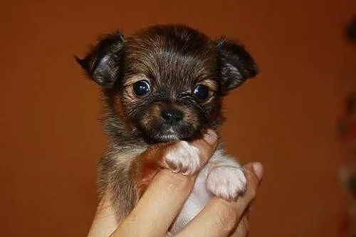 Chihuahua