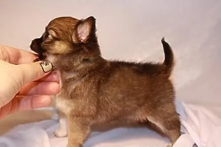Chihuahua