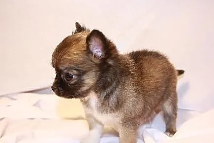 Chihuahua