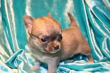Chihuahua